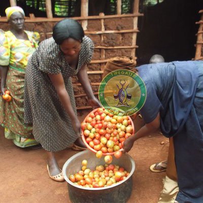 Tomatoes grown by farmers empowered by Twegaite International 