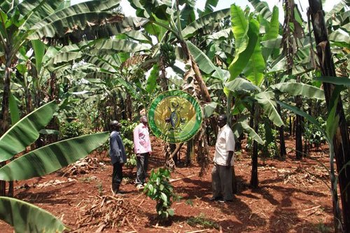 Twegaite International has implemented a microfinance initiative to empower farmers and small-scale entrepreneurs in Busoga.