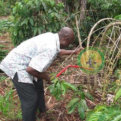 Tree planting project by Twegaite International 